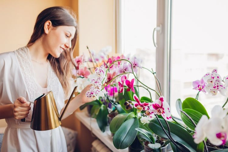 Milch für Orchideen - hilfreiche Tipps zum Gießen und Düngen