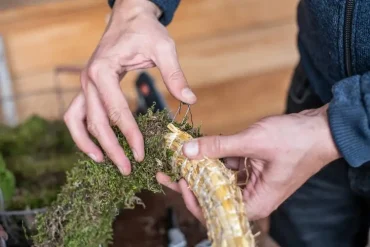 Moos auf einem Kranz befestigen mit Römerhaften oder Patenthaften