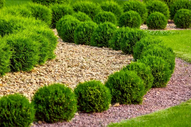 Mulch aus Rinde und Stein kombinieren für immergrüne Pflanzen