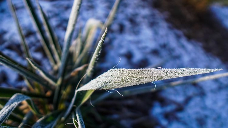 palmen im kübel überwintern