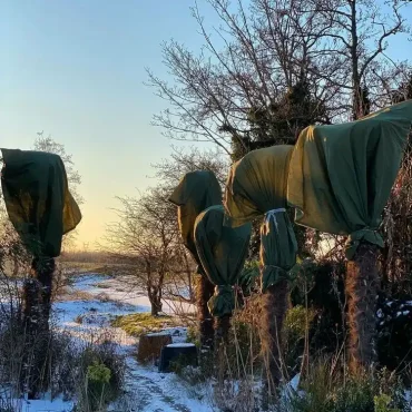 palmen richtig einpacken für den winter