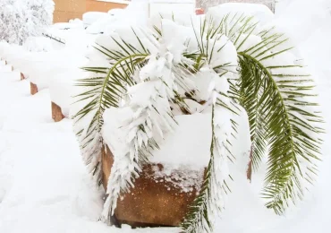 palmen richtig einpacken für den winter so geht es!