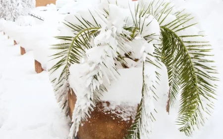 palmen richtig einpacken für den winter so geht es!