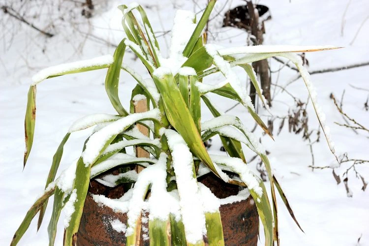 palmen überwintern im freien