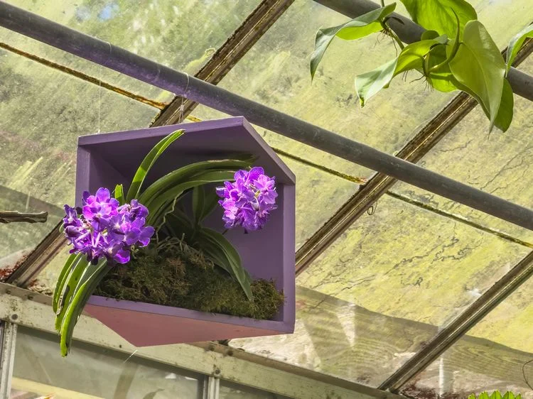 Schönes Regal für Orchideenarten kreieren