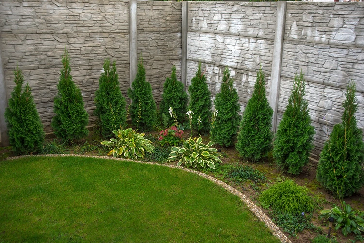 stimmungsvolle bepflanzung vor der thuja hecke