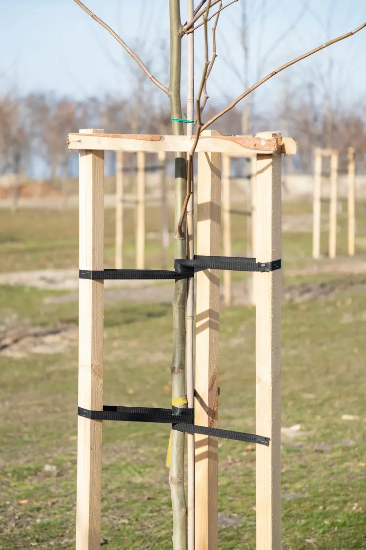 Tipps für die richtige Baumunterstützung gegen starke Winde mit Pfosten aus Holz