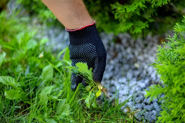 Unkraut unter der Hecke bekämpfen durch Jäten und Hacken