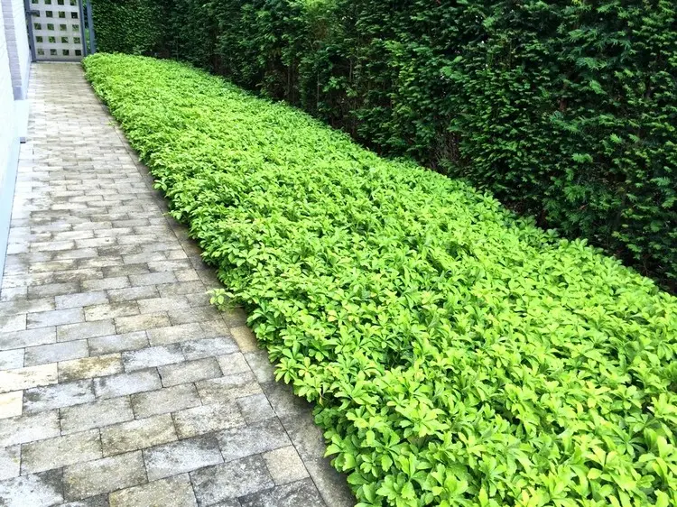 Unkraut unter der Hecke vermeiden mit Bodendeckern