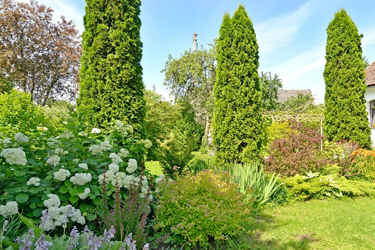 üppige gartenbepflanzung mit stauden und thuja hecken als stilvoller sichtschutz