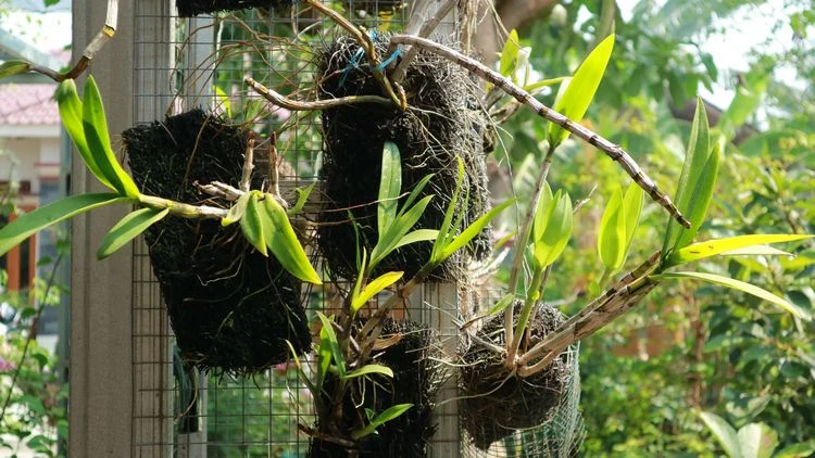 Warum sollte man Orchideenarten auf andere Materialien binden?