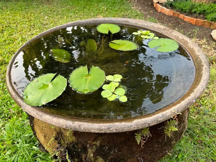 wasserpflanzen im miniteich überwintern so klappt es!