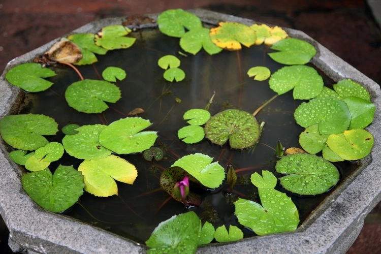 wasserpflanzen im miniteich überwintern und als zimmerpflanzen pflegen