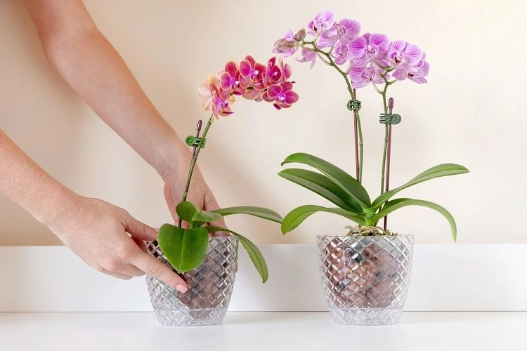 Welche Milch eignet sich am besten für Orchideen?