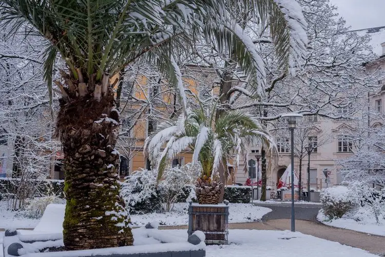 wie man die pflanze für den winter einwickelt und andere abdeckungen