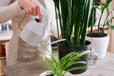 wie oft können sie reiswasser zur bewässerung ihrer pflanzen verwenden