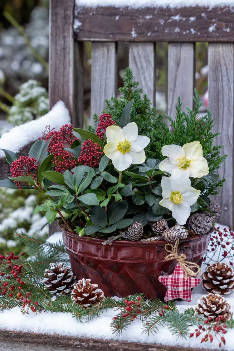 Winterbepflanzung für den Balkon in einer Backform mit weißer Christrose