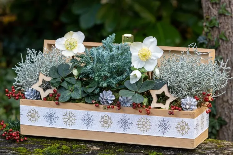 Winterbepflanzung für den Balkon mit Christrosen, Stacheldrahtpflanze und Konifere