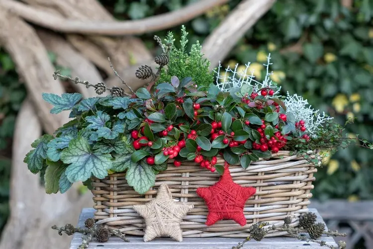 Winterbepflanzung für den Balkon ohne Blüte mit Scheinbeere mit roten Früchten