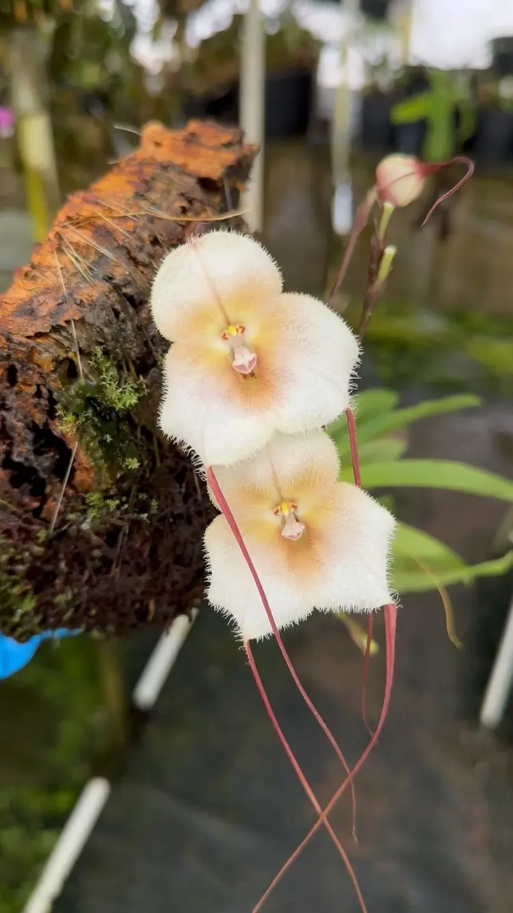 Affen-Orchidee aus dem Regenwald in Peru - Dracula amaliae ‘Angel’