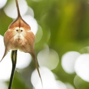 Affen-Orchidee (Dracula simia) richtig pflegen zu Hause oder im Gewächshaus