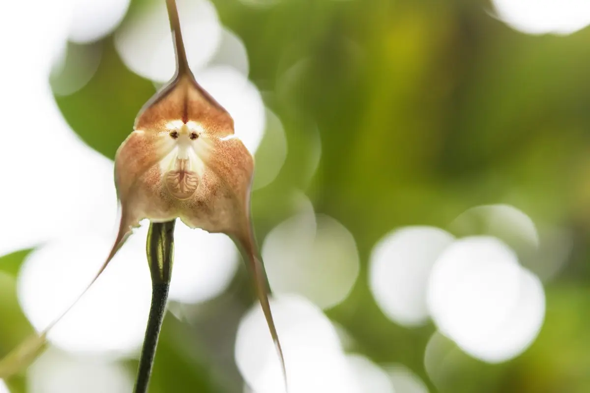 Affen-Orchidee (Dracula simia) richtig pflegen zu Hause oder im Gewächshaus