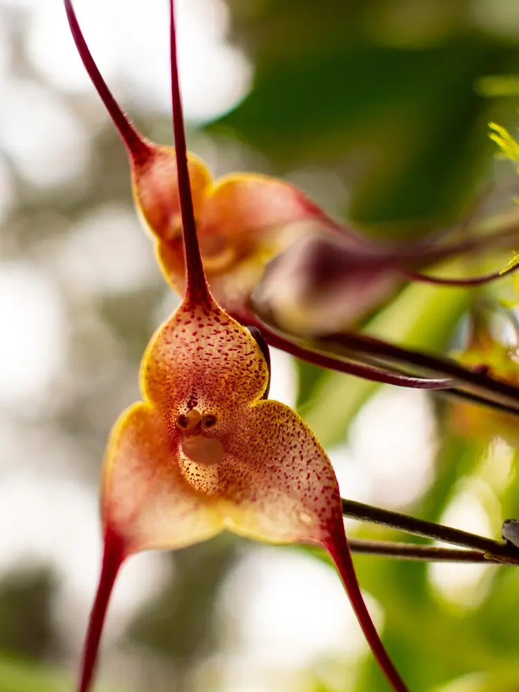 Affenorchideen sind wahre Sammlerstücke unter den Orchideenexperten