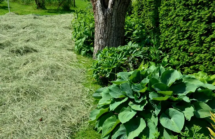 Beete vor Hecken im Garten im Schatten bepflanzen