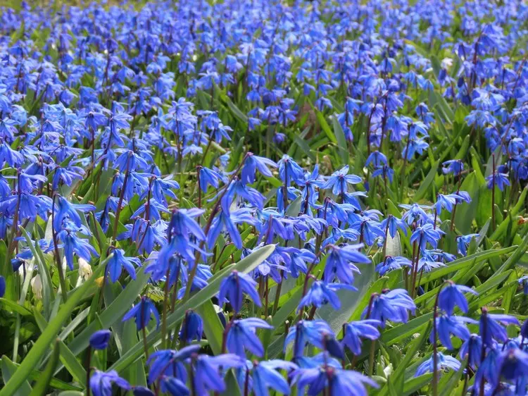 Blaustern (Scilla siberica) und andere Zwiebelblumen können unter die Hecke