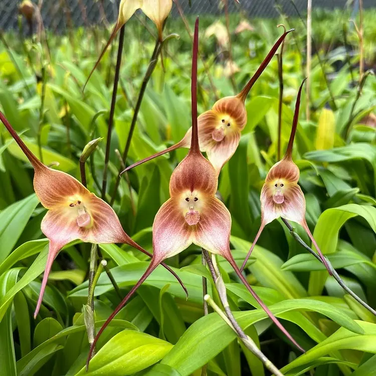 Die Affen-Orchidee wie Dracula gigas brauchen eine kühle Zimmertemperatur