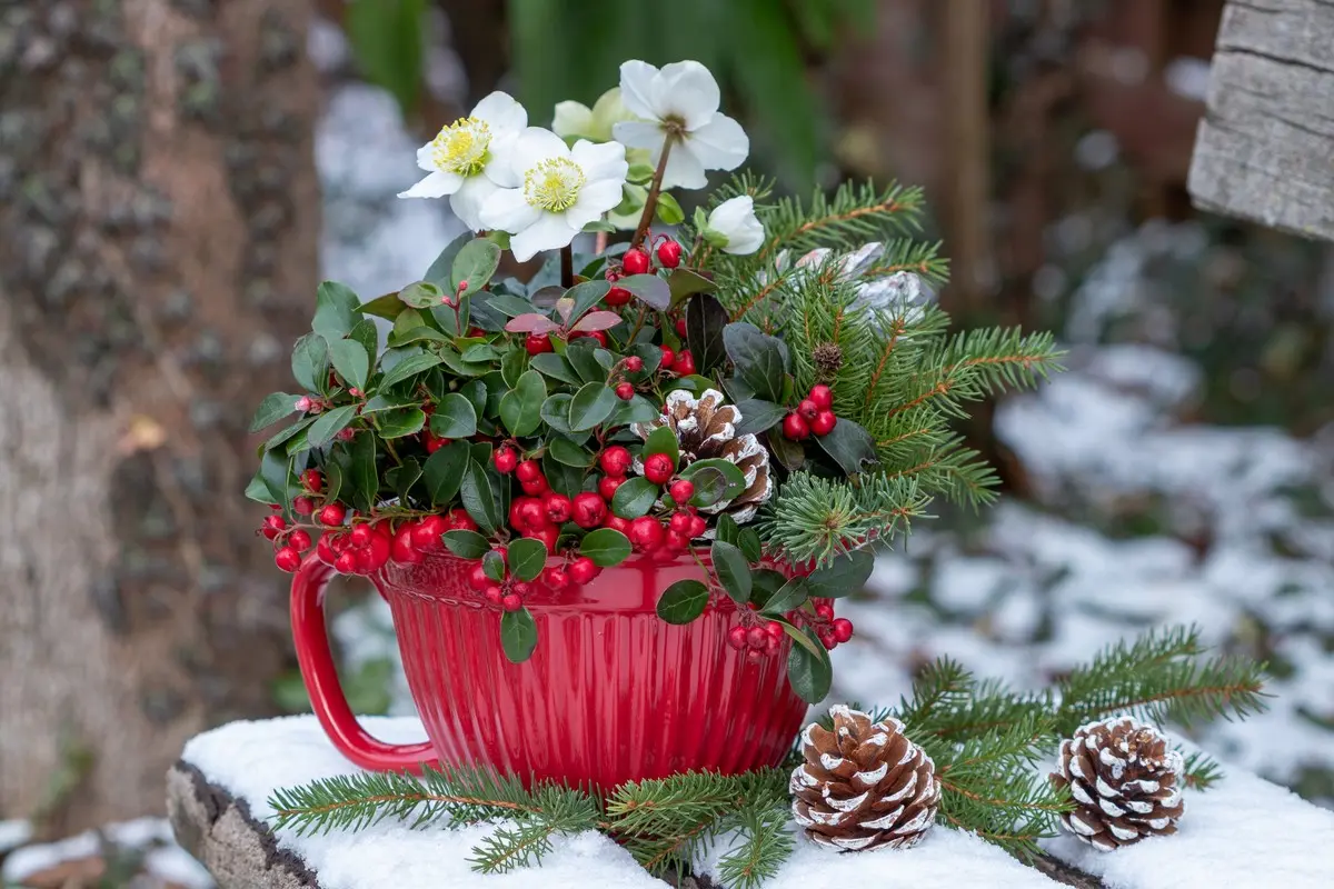 Die Blütezeit der Helleborus niger ist zwischen Dezember und März