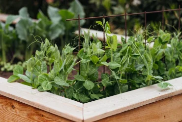 Erbsen nach Knoblauch pflanzen im Hochbeet