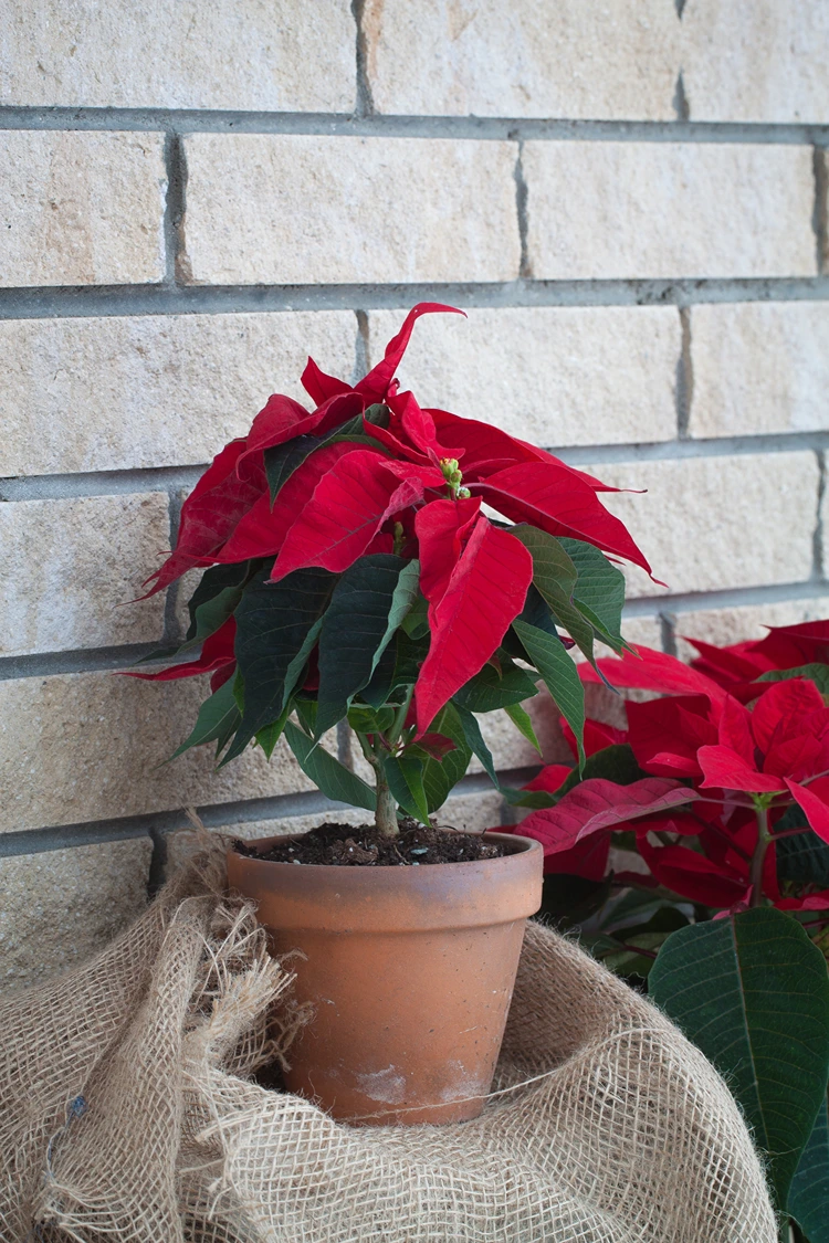 festliche weihnachtssterne arrangiert mit jute