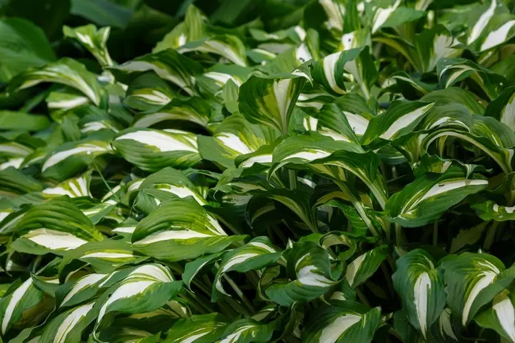 Funkien (Hosta) schmücken mit ihrem Laub und den Blüten Schattenplätze