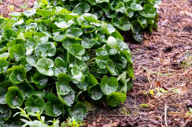 Haselwurz (Asarum europaeum) ist ein hübscher Bodendecker, der sehr schattenverträglich ist