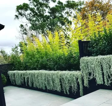 Hecke im Hochbeet mit Hängepflanzen unterpflanzen