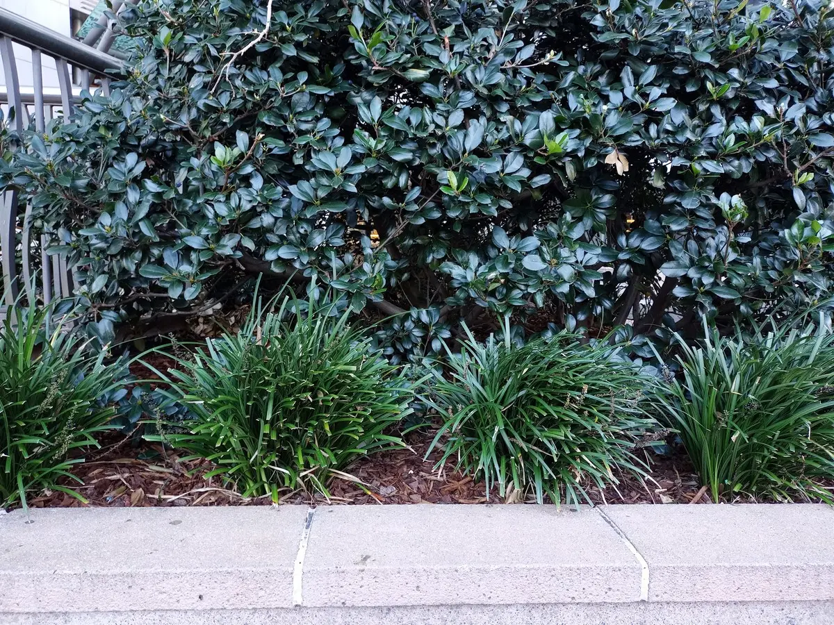 Hecke im Hochbeet pflanzen und mit Gräsern kombinieren