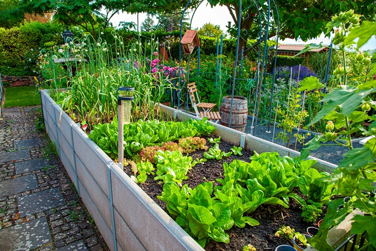 hochbeet mit frischem gemüse in einer modernen gartenanlage