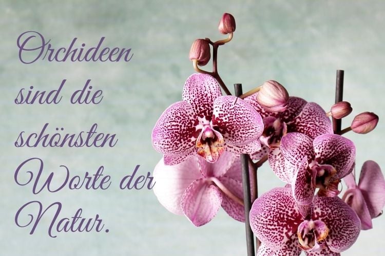 Inspirierende Sprüche mit Blumen für Blumen und Natur