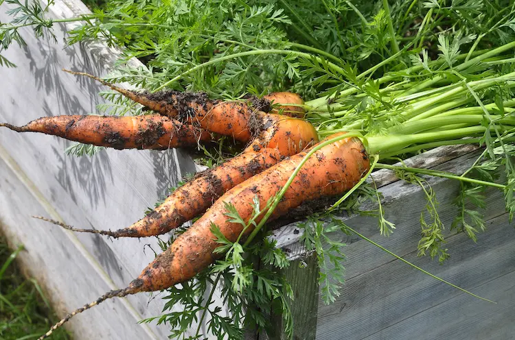 Karotten nach Knoblauch im Hochbeet pflanzen 