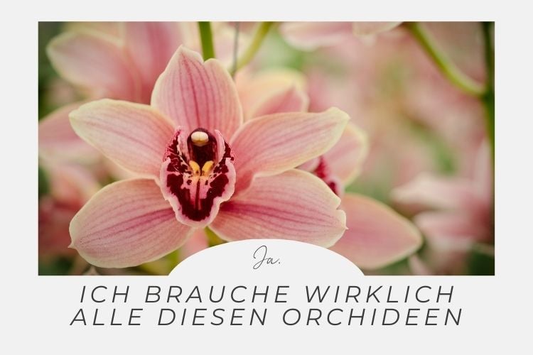 Lustige Sprüche für Garten und Gärtner zum Selbermachen