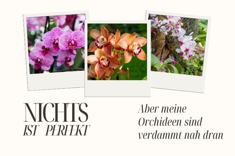 lustige Sprüche über Orchideen für Gärtner