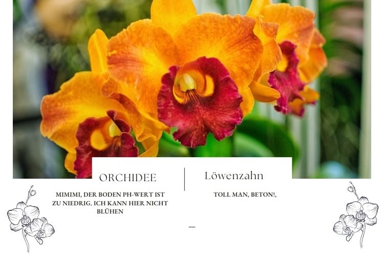 Orchideen Sprüche für den Hobby-Gärtner