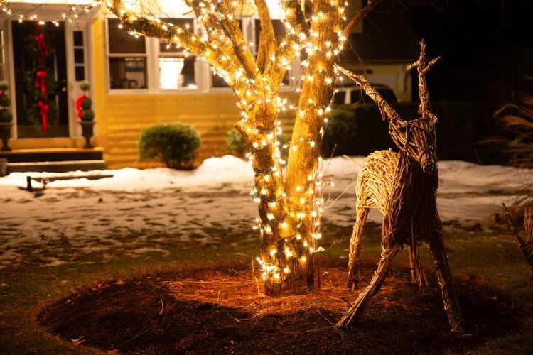 Pflanzen im Garten richtig beleuchten im Winter mit Lichterketten 