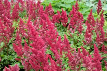 Prachtspieren (Astilbe) gedeihen und blühen an schattigen Standorten