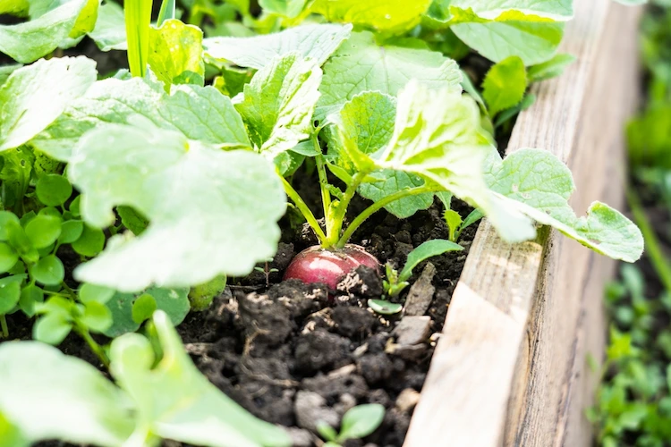 Radieschen im Garten anbauen Schwachzehrer 