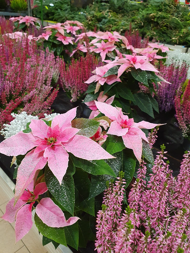 rosa weihnachtssterne kombiniert mit heidekraut