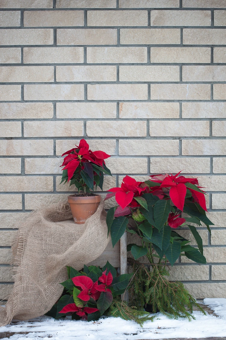 rustikale weihnachtsdekoration mit weihnachtssternen und jute