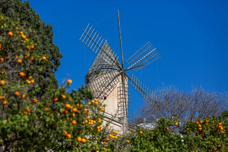 santa catalina mühle und orangenbäume