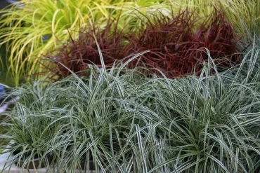 Seggen (Carex) und andere Ziergräser als Heckenunterpflanzung für den Schatten